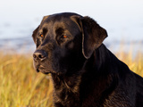 Black Labrador Retriever, Portrait