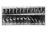 Muybridge: Photography