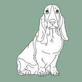 Basset Hound
