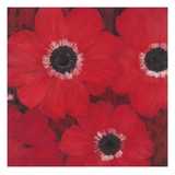 Triple Red Anemone