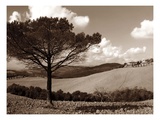 Tuscan Tree