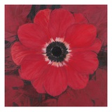 Single Red Anemone