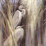 Seaside Egrets
