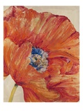 Tangerine Bloom 1