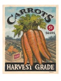 Fresh Carrots