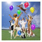 Dogs partying