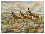 Pronghorn Run