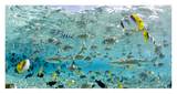 Blacktip Sharks and Tropical Fish in Bora-Bora Lagoon