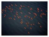 Red Ibises Over Amacuro Delta, Venezuela