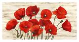 French Poppies
