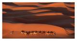 Camels Crossing Amber Dunes, Mauritania
