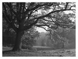 Autumnal Scene at Ashton Court Park