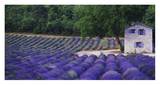 Fields of Lavender by Rustic Farmhouse