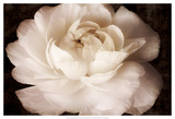 Elegant Ranunculus II