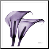 Violet Calla Twins II