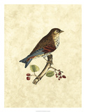 Selby Birds III