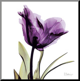 Royal Purple Parrot Tulip