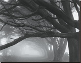 Cypresses, Skyline Drive, South San Francisco, 1996