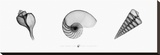 X-Ray Nautilus Triptych