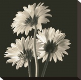 Gerber Daisies II