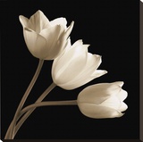 Three Tulips
