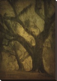 Avery Island Oaks, Study 2