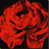 Ranunculus III
