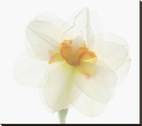 Double Daffodil II