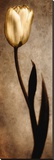 Damask Tulip I