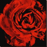 Ranunculus II