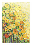Marigolds for Carson
