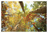 Forest Canopy