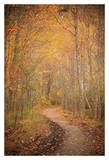 Winding Autumn Path