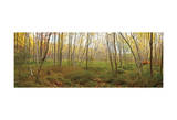 Birch Forest Panorama