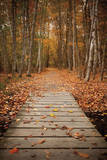 Woodland Path