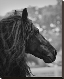 Black Stallion