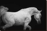 Arabian Stallion