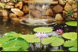 Lilly Pond
