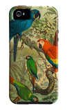 Tropical Birds III