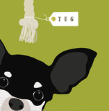 Peek-A-Boo: Chihuahua