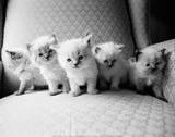 Five Kittens