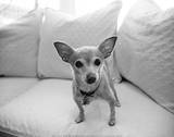 Sweetpea