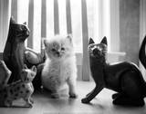 Ragdoll Kitten