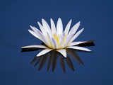 Water Lilies, Botswana