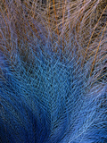 Male Blue Bird of Paradise Plumage, Paradisaea Rudolphi, Papua New Guinea