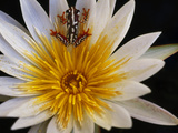 Reed Frog, Hyperolius Sp., in Water Lily, Okavango Delta, Botswana