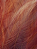 Bird of Paradise Tail Feathers, Paradisaea Raggiana, California Academy of Sciences, San Francisco