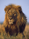 Lion, Panthera Leo, Chobe National Park, Botswana