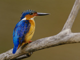 Malachite Kingfisher, Alcedo Cristata, Madagascar