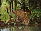 Jaguar Drinking, Panthera Onca, Belize